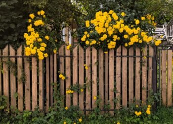 Zaungestaltung von heute